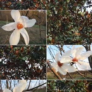 Magnolia salicifolia Wada's Memory