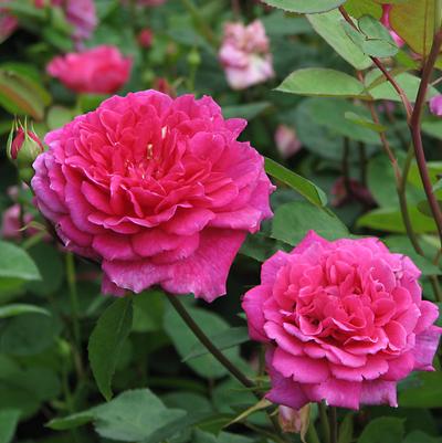 rosa Sophy's Rose