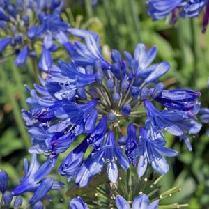 Agapanthus Ever Sapphire™