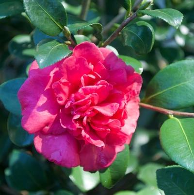 Camellia sasanqua Bonanza