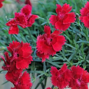 Dianthus Star Single™ Fire Star Improved