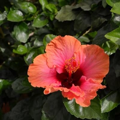 Hibiscus rosa-sinensis Bahama Bay™ Erin Rachel