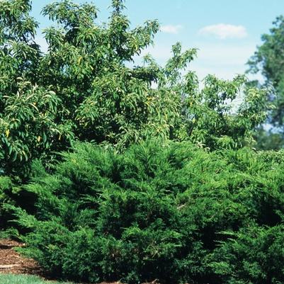 Juniperus chinensis Sea Green