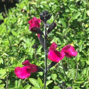 Salvia x jamensis VIBE® Ignition Fuchsia