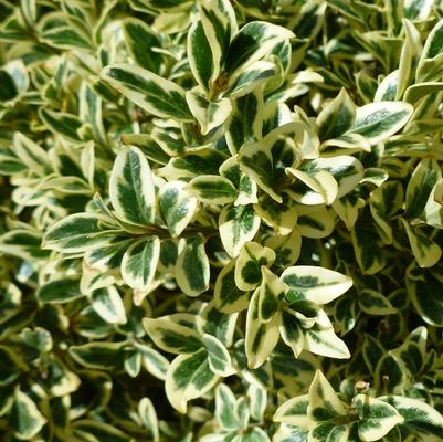 Buxus sempervirens Aureo-variegata