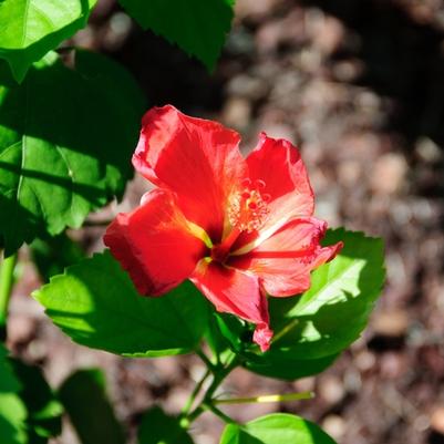 Hibiscus rosa-sinensis Tradewinds™ Mandarin Wind