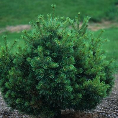 Pinus strobus Nana