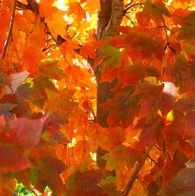 Acer rubrum October Glory