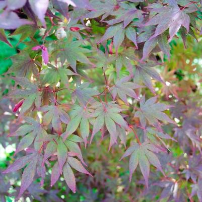 Acer palmatum Fireglow