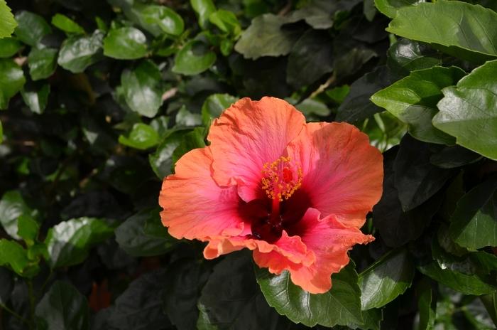 Hibiscus rosa-sinensis Bahama Bay™ Erin Rachel