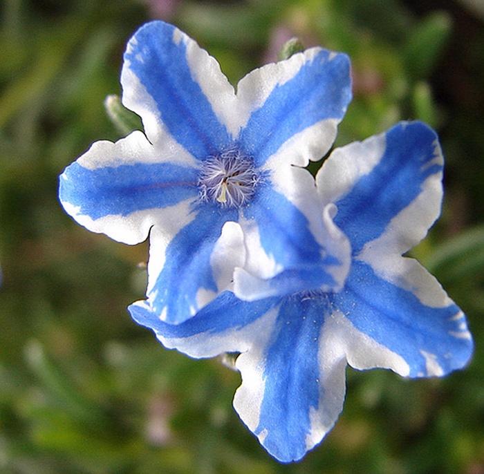 Lithodora diffusa Blue Star