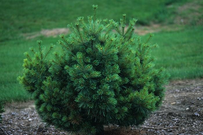 Pinus strobus Nana