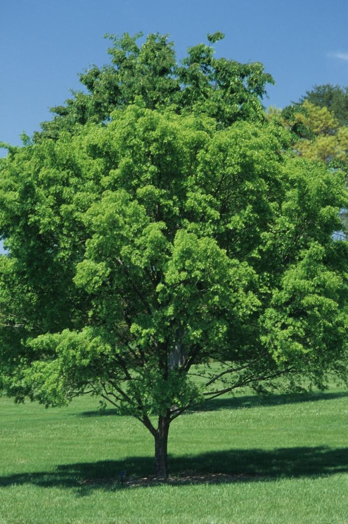 Ulmus parvifolia Dynasty
