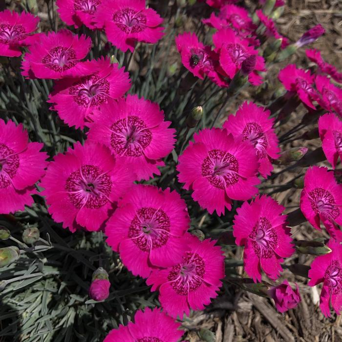 Dianthus Star Single™ Neon Star Improved
