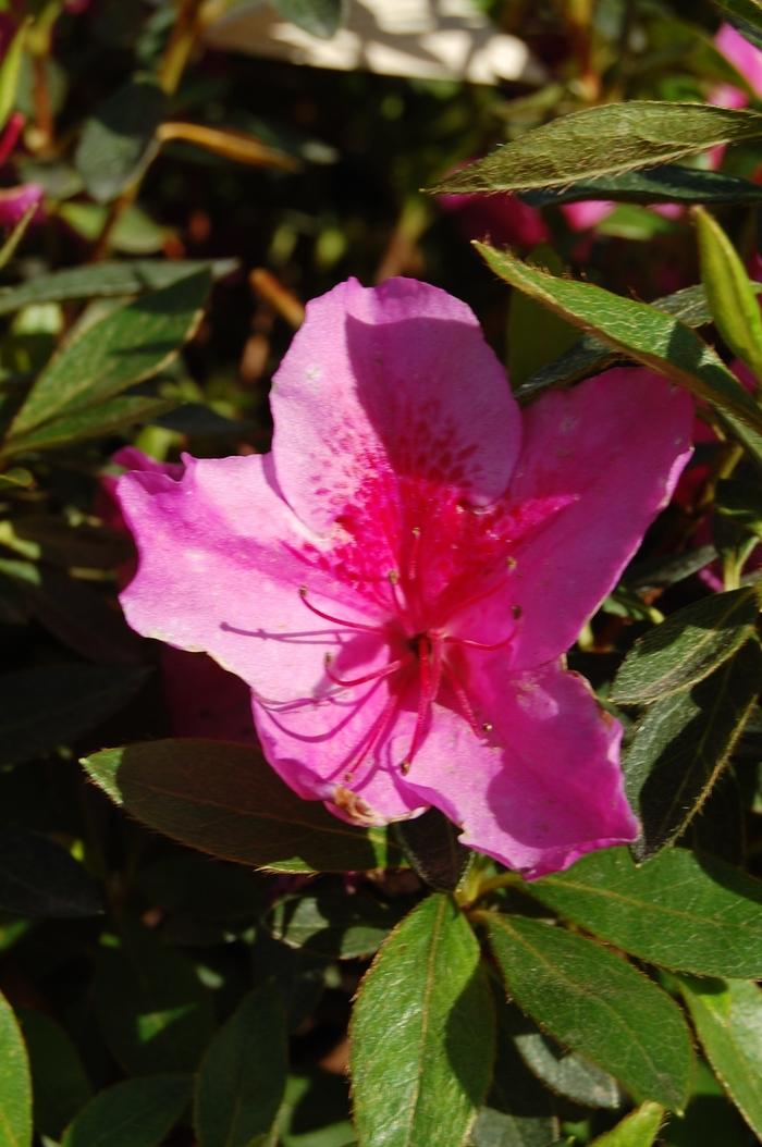Rhododendron Southern Indica hybrid Mistral