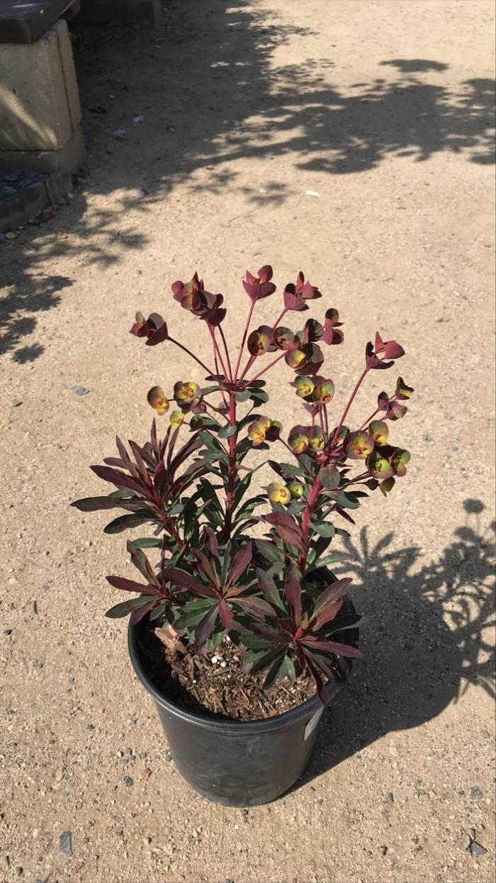 Euphorbia Miner's Merlot