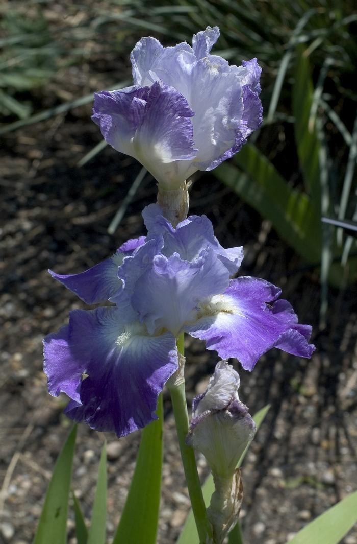Iris germanica Clarence
