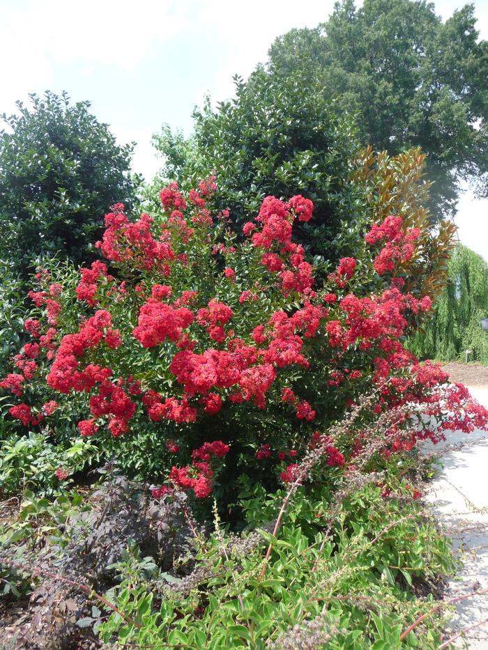 Lagerstroemia indica Red Rocket®
