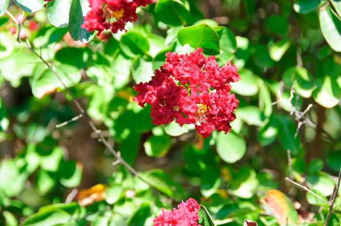 Lagerstroemia indica Siren Red®