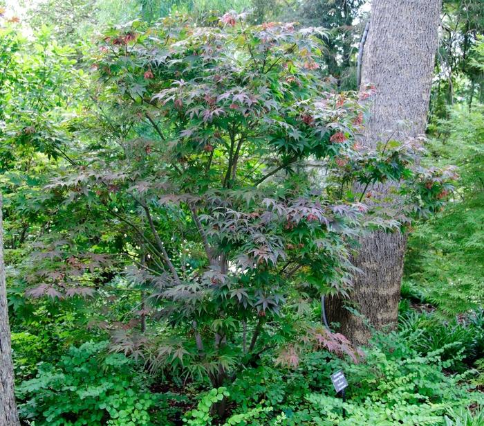 Acer palmatum Atrolineare